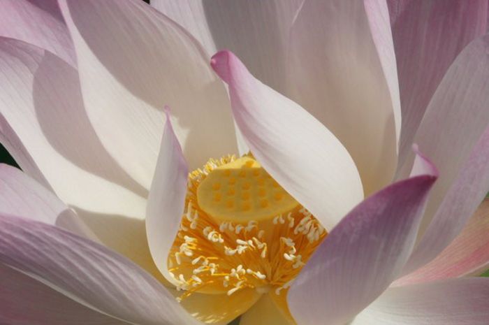 lotus_heart - Don Gallo Waterlillies