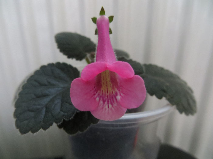  - mini sinningii