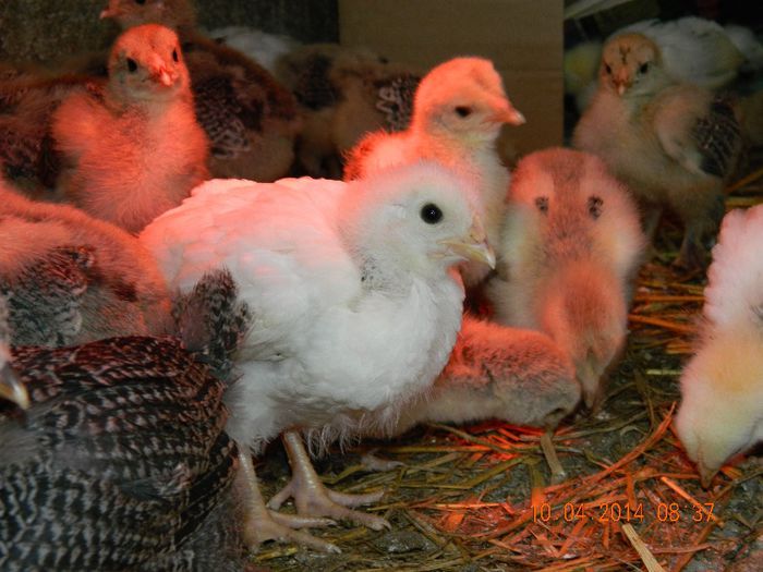 bhd   sussex; 32 zile ... 18 zile ...
