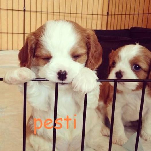 infinite2inhibit - pesti - Tu spui zodia eu pun poza --- joculet