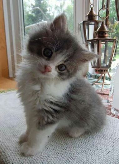 kitty