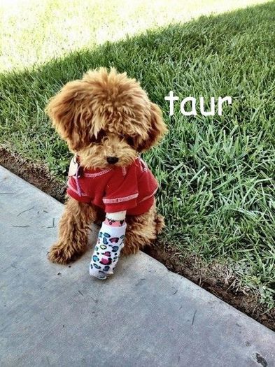 impressiveKRISTINA - taur - Tu spui zodia eu pun poza --- joculet