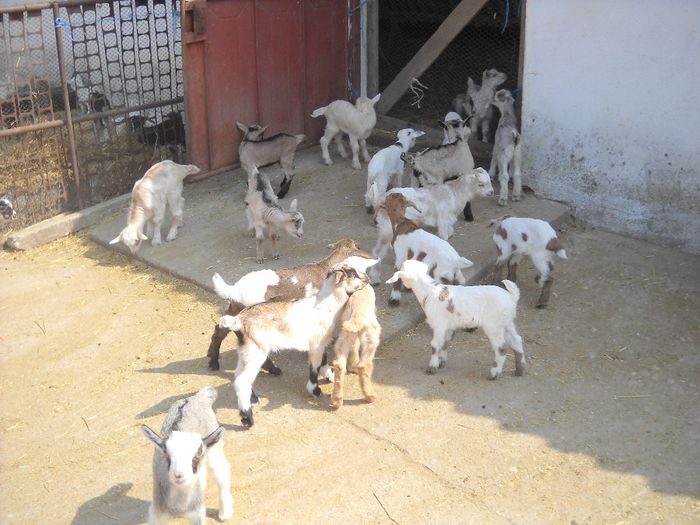 DSCN0389 - Aprilie 2014