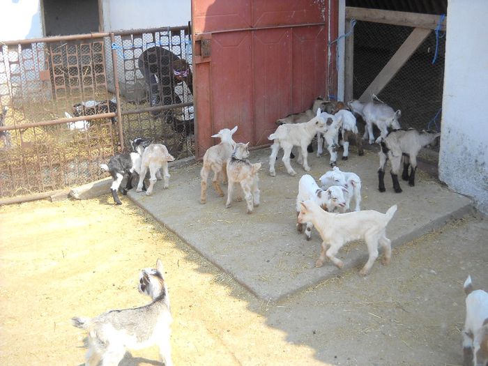 DSCN0390 - Aprilie 2014