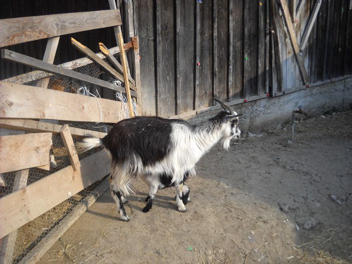 DSCN0391 - Aprilie 2014