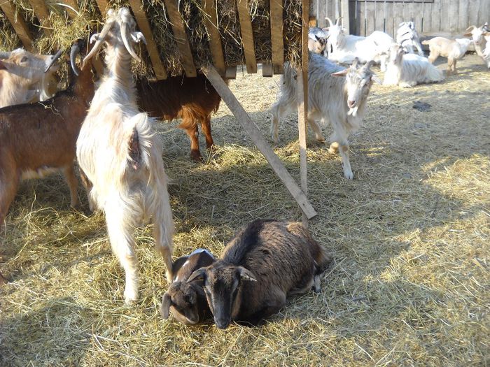 DSCN0392 - Aprilie 2014