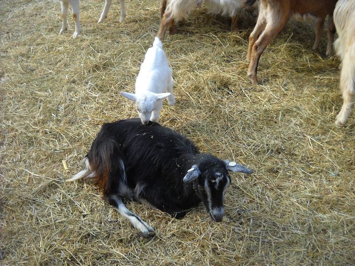 DSCN0393 - Aprilie 2014