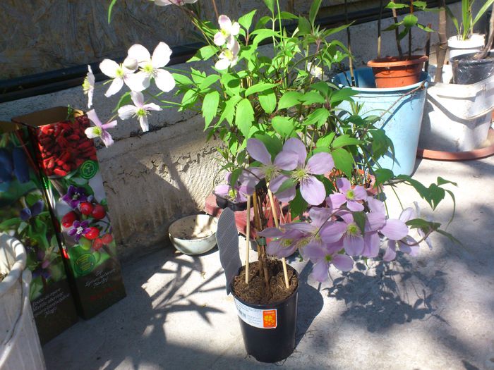 clematis montana rubens