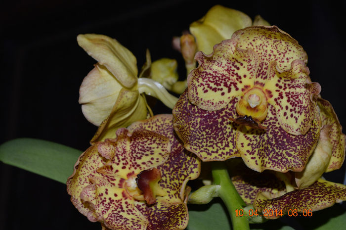 Vanda sundana himba gold - Vanda