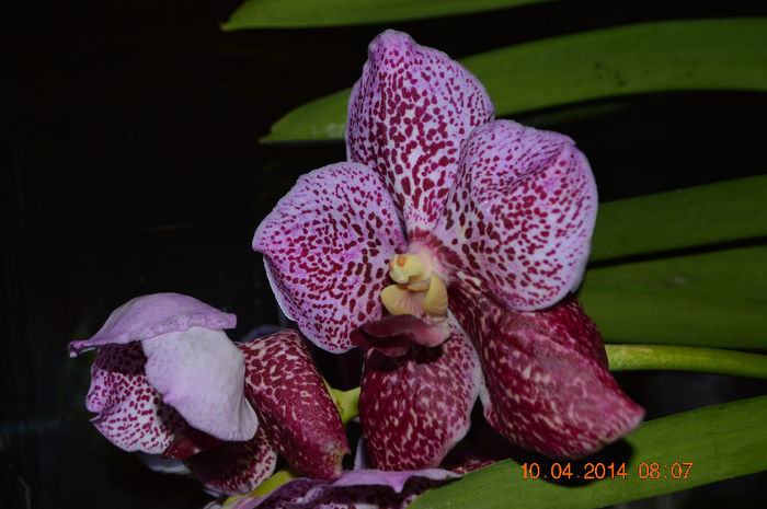 Vanda sunderiana red spot