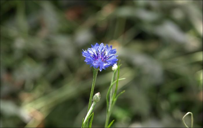 floarealbastra - Flori din gradina mea