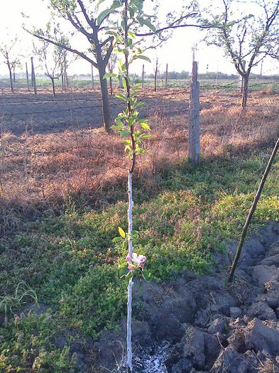 mar tenroy plantat anul trecut, are vreo3 flori