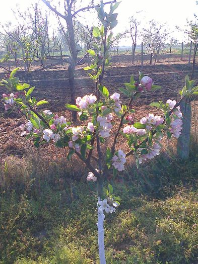 mar redspur delicios - Primavara 2014