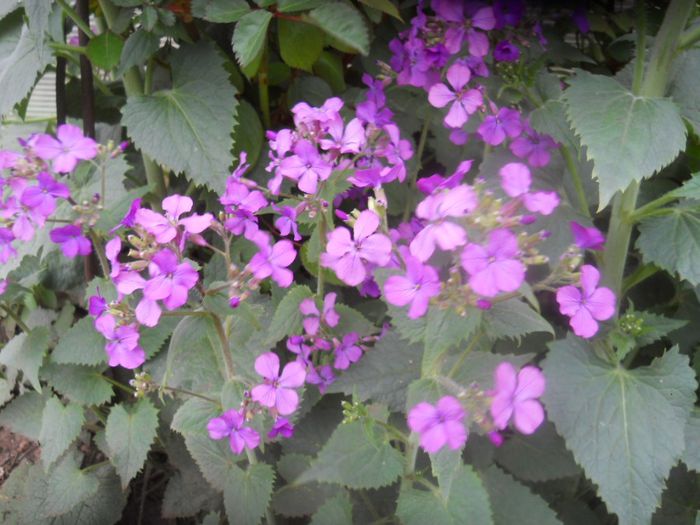 Lunaria