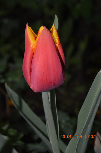 DSC_0049