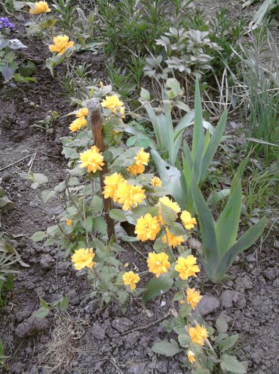 003-keria japonica - martie-aprilie in gradina