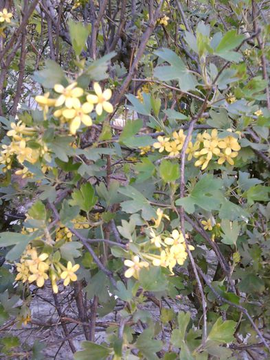 006-cuisor-(ribes aureum) - martie-aprilie in gradina