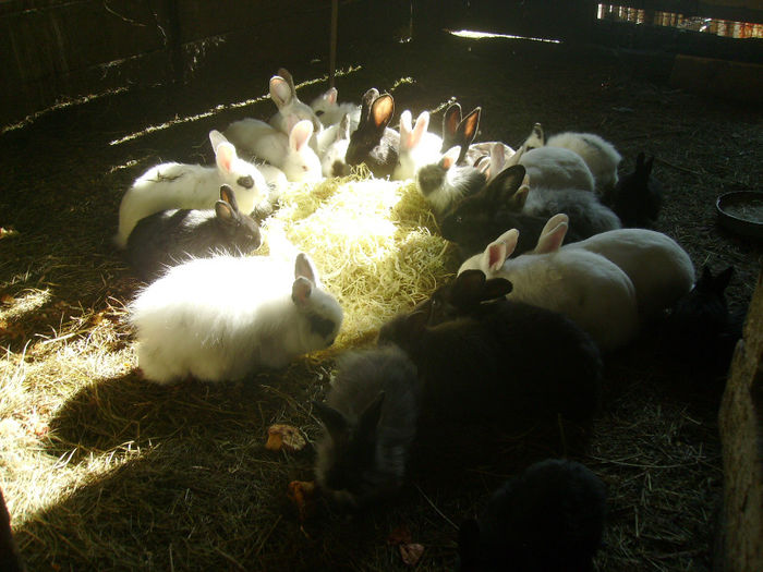 Turma de iepuri 006 - Turma de iepuri