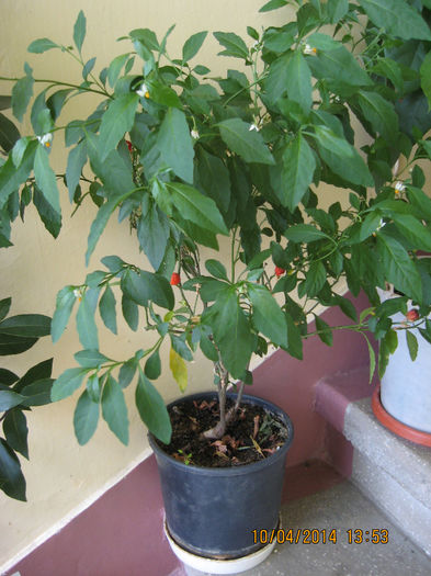 Picture 1516 - Solanum Pseudocapsicum
