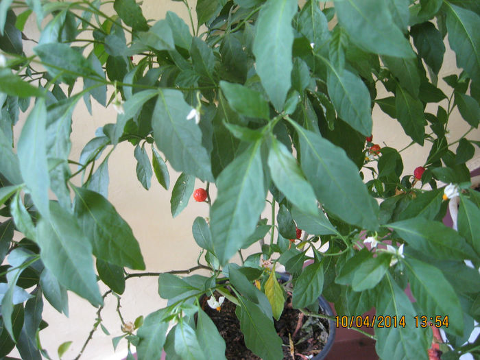 Picture 1517 - Solanum Pseudocapsicum