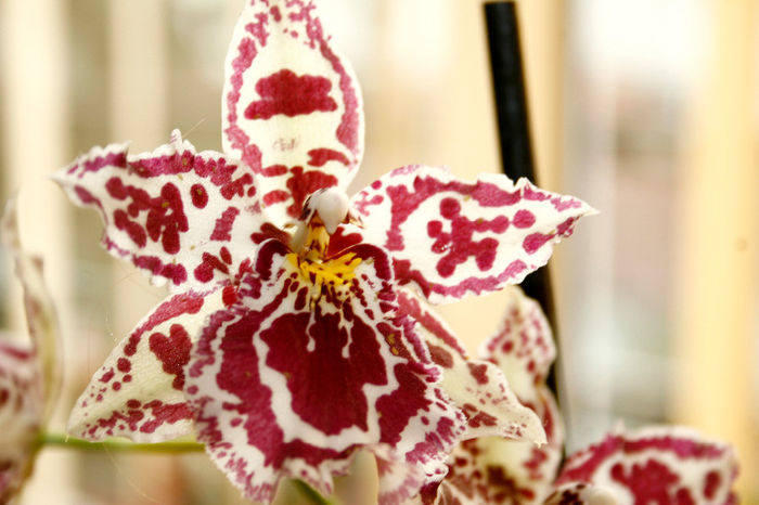 Odontoglossum Margaret Holm - Cambria