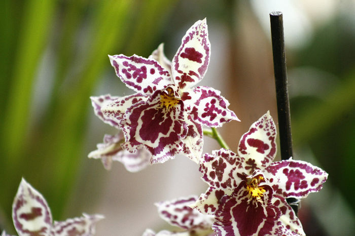 Odontoglossum Margaret Holm - Cambria