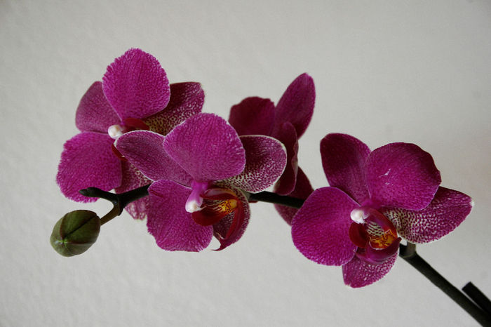 _MG_4274 - Phalaenopsis