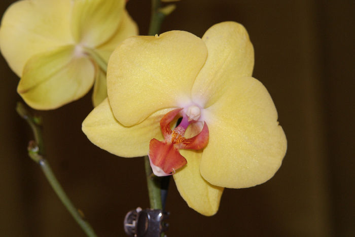 Yellow Red Lip - Phalaenopsis