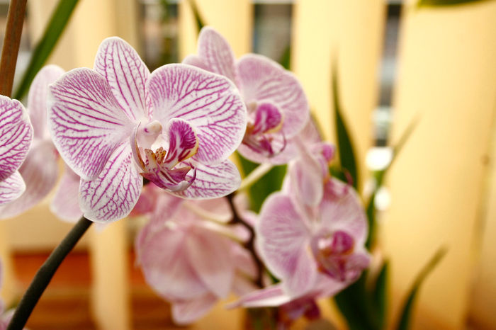 DORITAENOPSIS TAIDA SWEET BERRY - Phalaenopsis