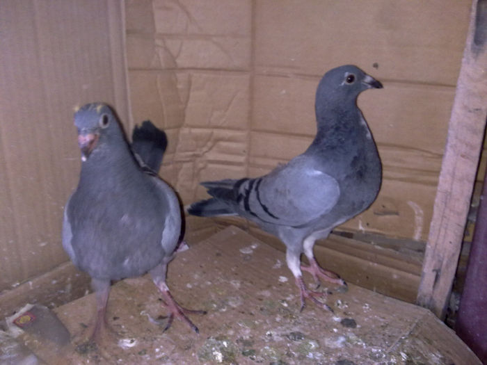 14032014309 - Pui voiajori 2014