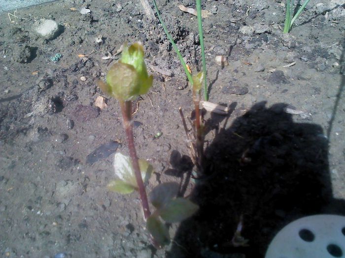 aprilie 2014 007 - clematita 2014-2015-2016-2018-2019
