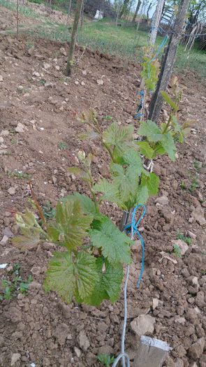 acela%u0219i suvenir