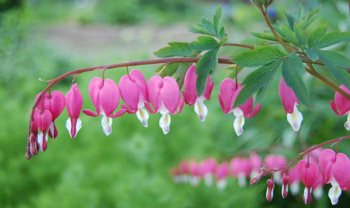 10177217_654987944555703_1689356351177270232_n[1] - TT-DICENTRA