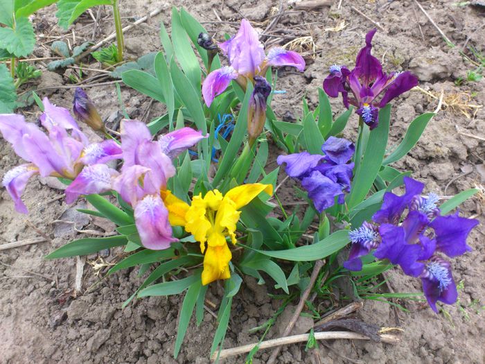 DSC_4143 - IRISI PITICI 2014