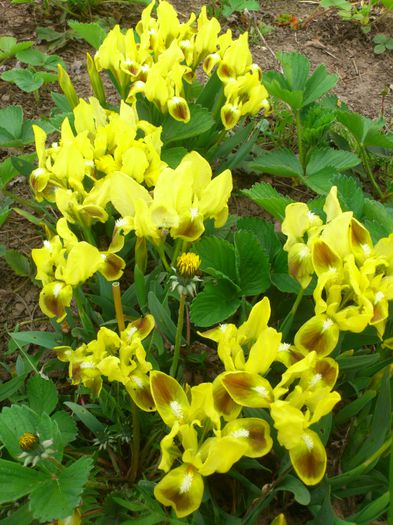 disponibil 7 - IRISI PITICI 2014