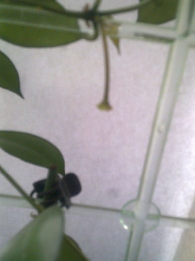 lacunosa bobocei