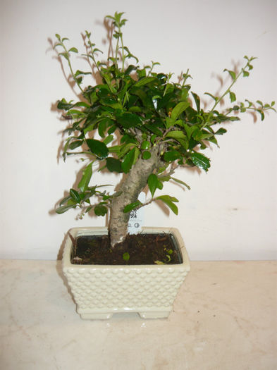 ficus carmona 89 ron - bonsai de vanzare promotie de vara