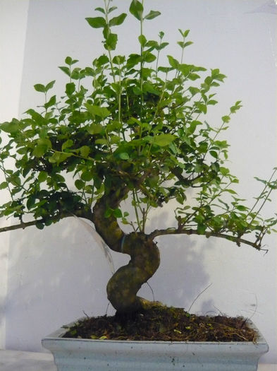 P1100563 - bonsai de vanzare promotie de vara