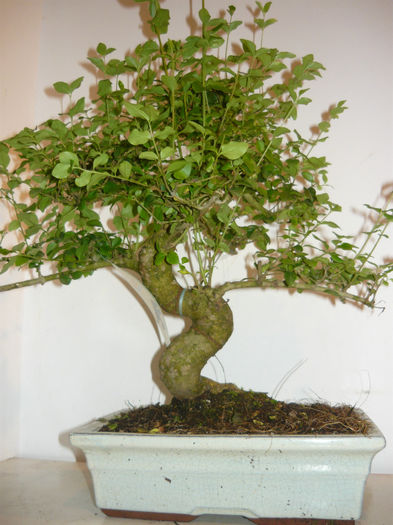 Ficus carmona mare 149 ron - bonsai de vanzare promotie de vara