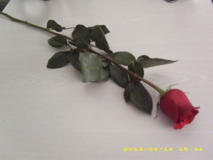DSCI2383