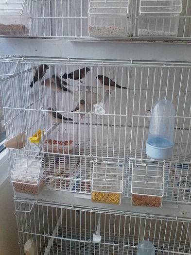 familie de cioci argintii