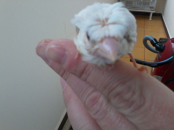 el e alb si cu mot !