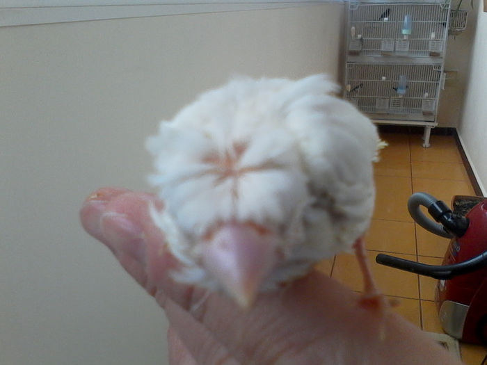 mascota crescatoriei - 2014-miniCRESCATORIE