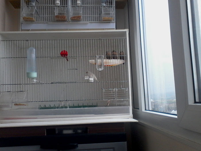 cioc argintiu ciocolatiu - intarcati