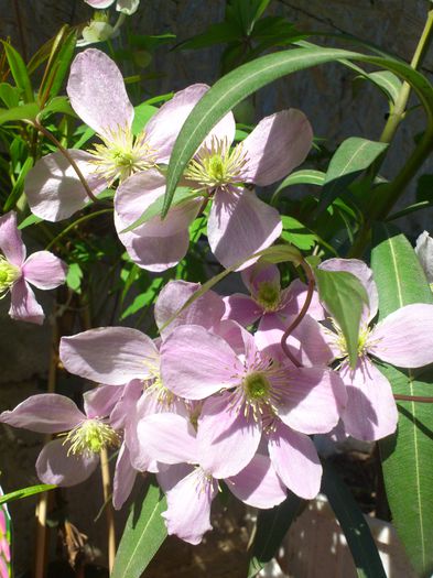 montana - Clematis