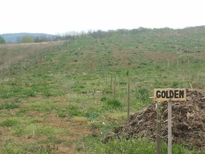 GUNOIUL ASTEAPTA TOAMNA