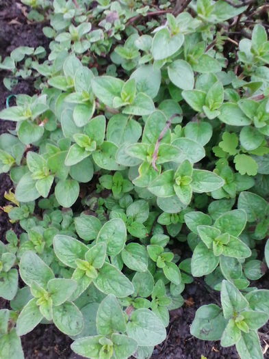 oregano - a-a PLANTE MEDICINALE-2014