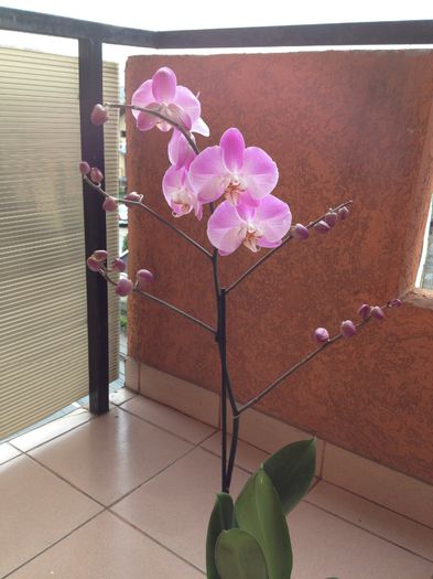 image - phalaenopsis