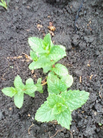 menta piperata - a-a PLANTE MEDICINALE-2014