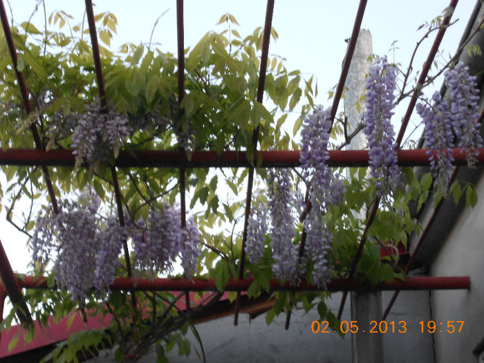 GLICINA WISTERIA - FLORI IN TOATE ANOTIMPURILE 2014